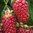 Raspberry Zeva Cane/Plant