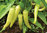 Sweet Banana Pepper 80 Fruit Seeds