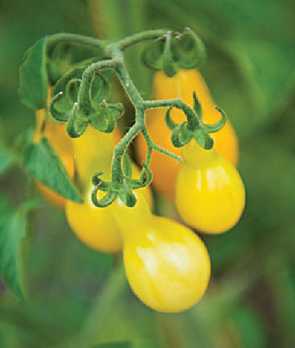 Tomato Yellow Pear Vegetable Seeds