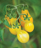 Tomato Yellow Pear - 60 Vegetable Seeds