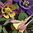 Aquilegia Fragrant Fantasy (50) Flower Seeds