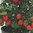 3 x Tomato - Sweet N Neat Cherry Red Plug Plants