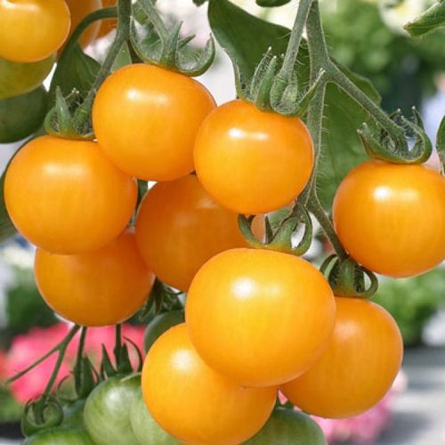 3 x Tomato - Tumbling Tom Yellow Plug Plants A: Solanum lycopersicum B:130327 C: 7509080 D: GB