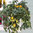 3 x Tomato Ramblin Yellow Pear Drops Plug Plants