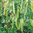 Peawee 65 Petit Pois Pea 200 Vegetable Seeds