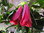Lapageria Rosea "Chilean Bell" Flower Seeds