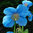 Meconpsis Lingholm "Blue Poppy" Flower Seeds