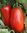 3 x Roma VF - Tomato Plug Plants