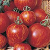 3 x Tigerella - Tomato Plug Plants