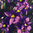 Sisyrinchium Mixed 75 Flower Seeds