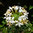 Collomia Grandiflora 25 Flower Seeds