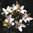 Collomia Grandiflora 25 Flower Seeds