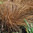 Carex MorrowII Pinkie Japanese Grass 35 Seeds