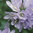 Campanula Moesiaca 100 Flower Seeds