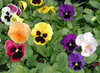 Viola Bambini Mix 150 Flower Seeds