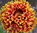 Gaillardia Sundance Bi-colour 70 Flower Seeds