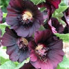 Hollyhock Deep Purple/Black 20 Flower Seeds
