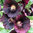 Hollyhock Deep Purple/Black 20 Flower Seeds