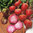 Beetroot Chioggia Globe 150 Vegetable Seeds