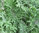 Kale Borecole Red Russian 700 (2.5g) Veg Seeds