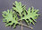 Kale Borecole Red Russian 700 (2.5g) Veg Seeds