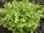 Lettuce Green Salad Bowl 850 1g Vegetable Seeds