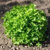 Lettuce Ashbrook TZ 2551 - 500 Vegetable Seeds