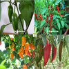 CHILLI COLLECTION Contains 4 Seed Varieties