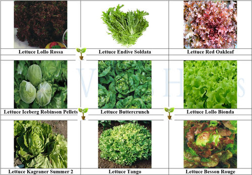 LETTUCE COLLECTION Contains 9 Seed Varieties