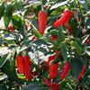 3 x Apache Hot Chilli Pepper Plug Plants