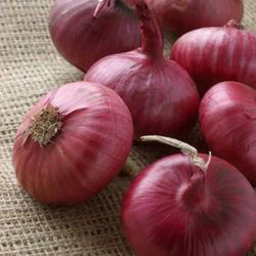 Onion Sets - Piroska Red Quality Sets