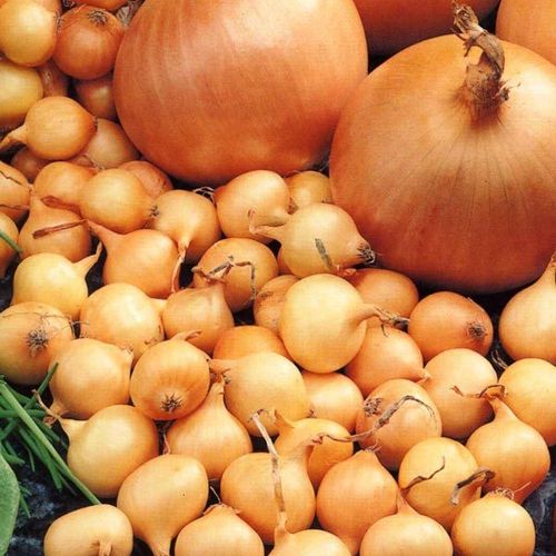 Onion Sets - Sturon Quality Sets
