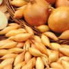 Onion Sets - Stuttgarter Quality Sets