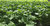 Coriander Cruiser (P.V.P) 106 (1.2g) Herb Seeds