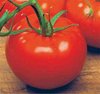 Tomato Ace 55 VF Vegetable Seeds