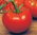 Tomato Ace 55 VF Vegetable Seeds