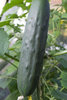 Cucumber Marketmore 76 (8) Vegetable Seeds