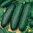 Cucumber Marketmore 76 (8) Vegetable Seeds