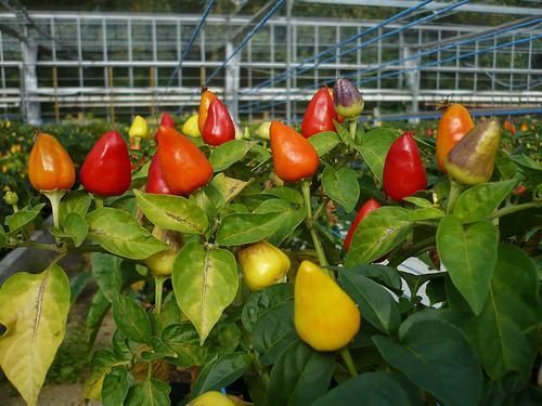 Firecracker (Hot) Chilli Pepper Seeds