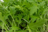 Mustard Wasabina Improved BabyLeaf 600 1g Vegetable Seeds