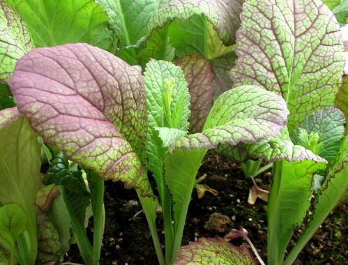 Mustard Red Giant 830 1.2g's Vegetable Seeds