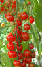 Tomato Cherry Red Small 30 Vegetable Seeds