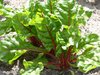 Swiss Chard Rosa 80 (1.4g's) Vegetable Seeds