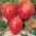 Tomato - Oxheart Red 10 Vegetable Seeds