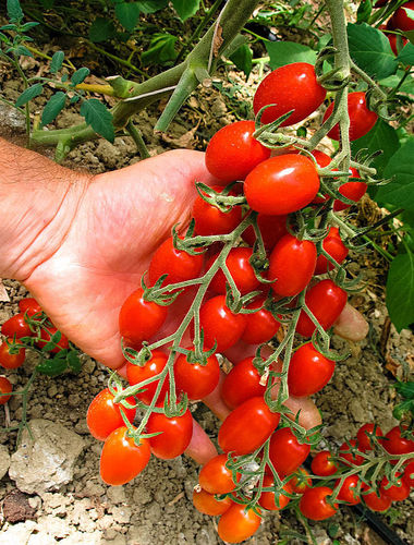 Tomato Modus F1 5 Vegetable Seeds (Cherry Plum)