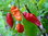 Hot Chilli Pepper Bhut Jolokia Red Veg Seeds