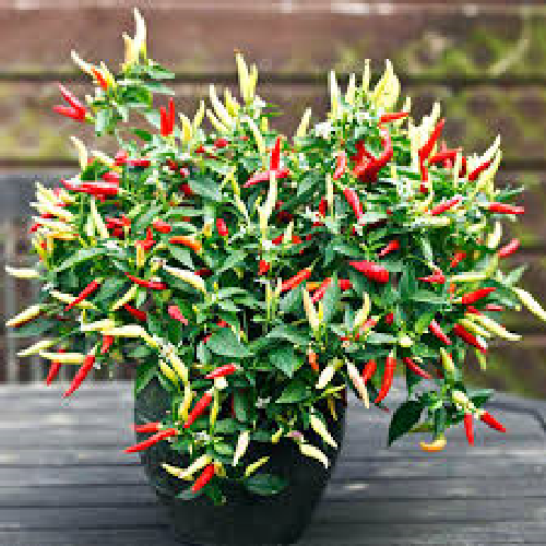 Pepper Hot Basket Of Fire 10 Chilli Fruit Seeds