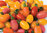 Tomato Rainbow Mix 12 Vegetable Fruit Seeds