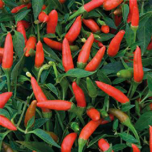 3 x Demon Red Hot Chilli Pepper Plug Plants