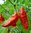 2x Hot Chilli Pepper Bhut Jolokia Red Plug Plant